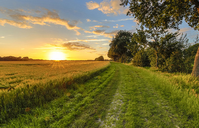 Wheat field along old oak track at sunset on Dutch countryside